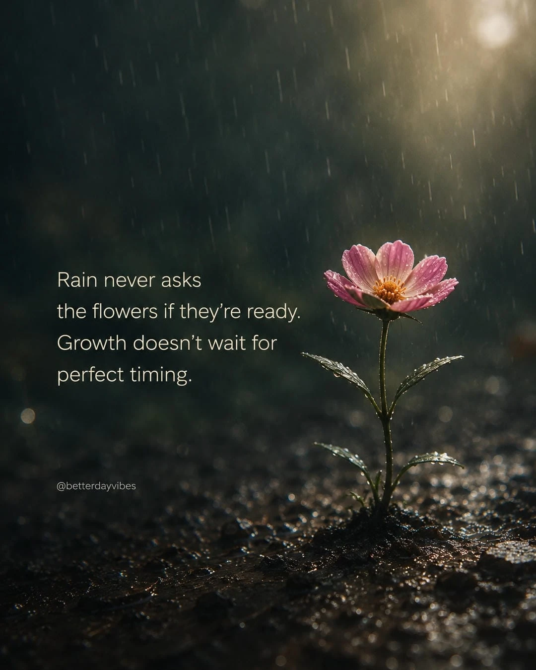 Rain Never Asks the Flowers if They're Ready